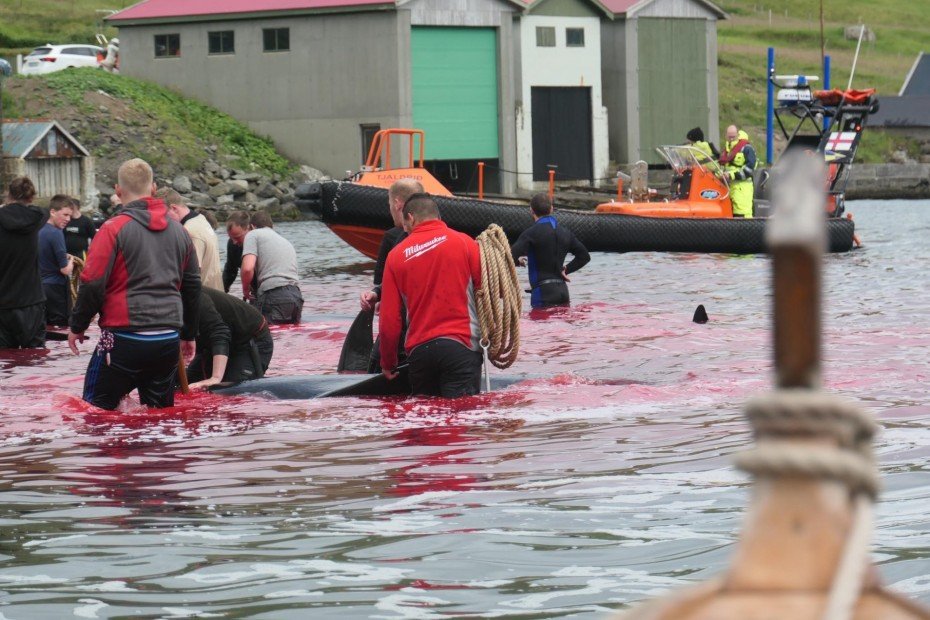 JazzyDolphin's tweet photo. @Regent_Holidays You forgot to mention the "tradition" of slaughtering #PilotWhales &amp; #Dolphins in these #BloodyFjords 😭 A drive can happen anywhere &amp; all the people happily take part in this madness 
#OpKillingBay #EU https://t.co/X9aXFjXEKD