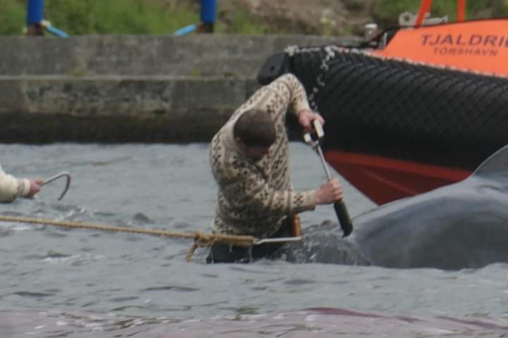 JazzyDolphin's tweet photo. @Regent_Holidays You forgot to mention the "tradition" of slaughtering #PilotWhales &amp; #Dolphins in these #BloodyFjords 😭 A drive can happen anywhere &amp; all the people happily take part in this madness 
#OpKillingBay #EU https://t.co/X9aXFjXEKD