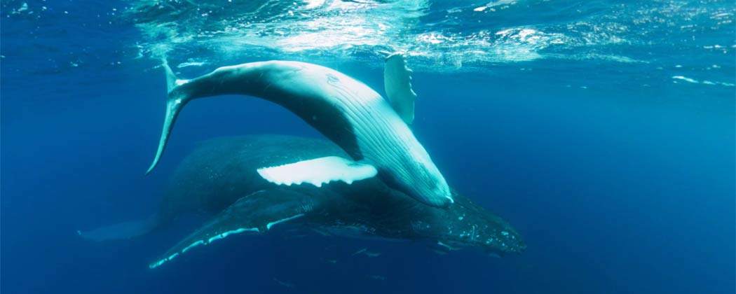 If you want to swim with sharks, Shark Reef Aquarium at <a href="/MandalayBay/">Mandalay Bay Resort</a> has an attraction for you...The Ocean Explorer Virtual Reality (VR) Theater is offering a simulated underwater voyage that feels like you’re swimming with tiger sharks &amp; a whale! 🦈🐳🌊 » bstofvgs.co/7qXH30qknzf