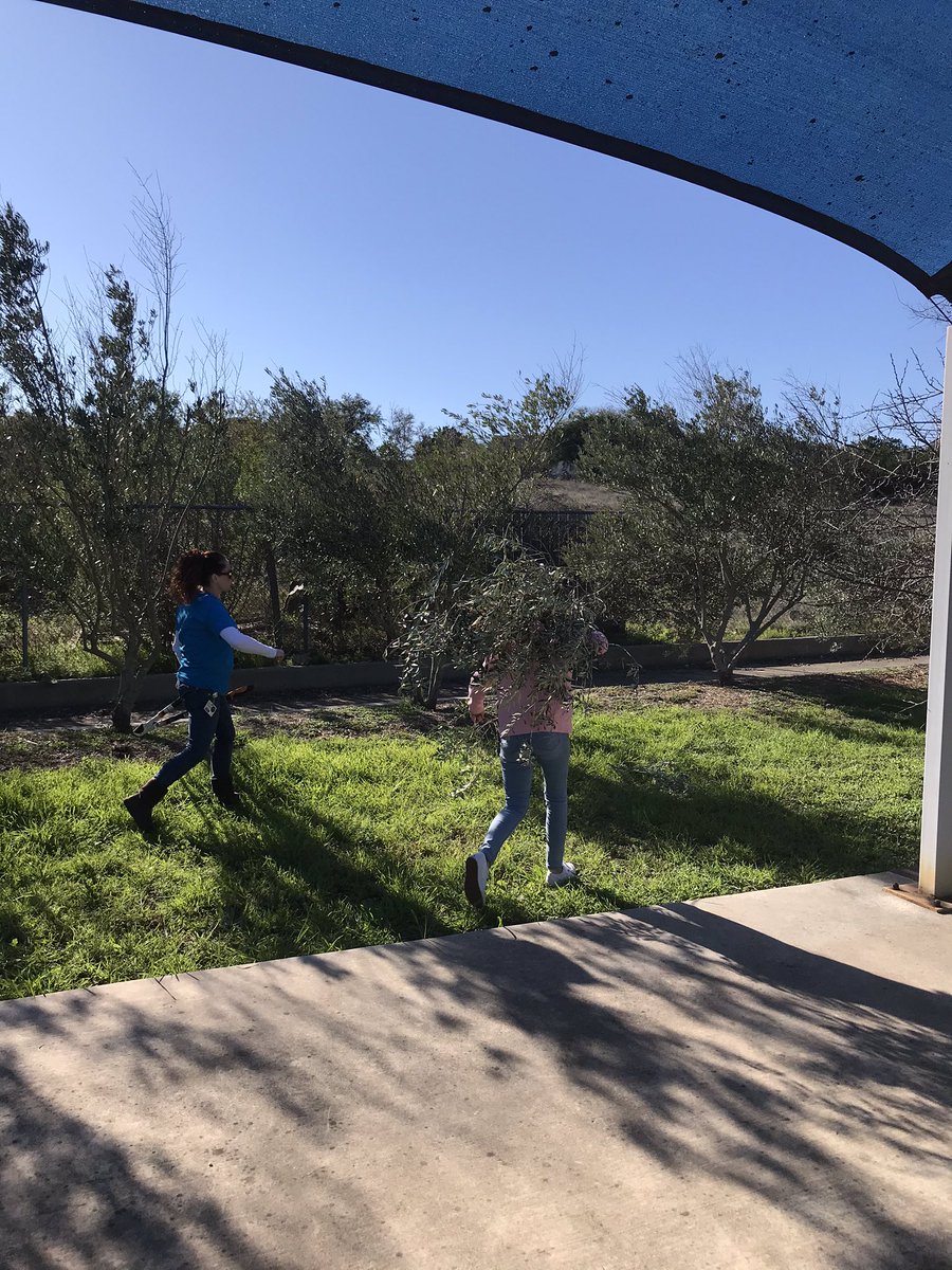 The Young Historians Club got together today to participate in the Annual Pruning of the Olive Trees on History Hill! #RootEdTejeda