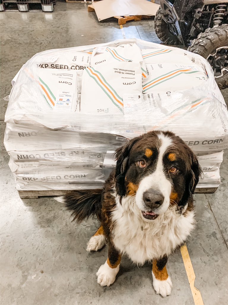 RuralQueen90's tweet photo. 150lb @PioneerSeeds mascot 

(Are dogs not one of the best parts of farm visits?) https://t.co/IErjYKNZsl