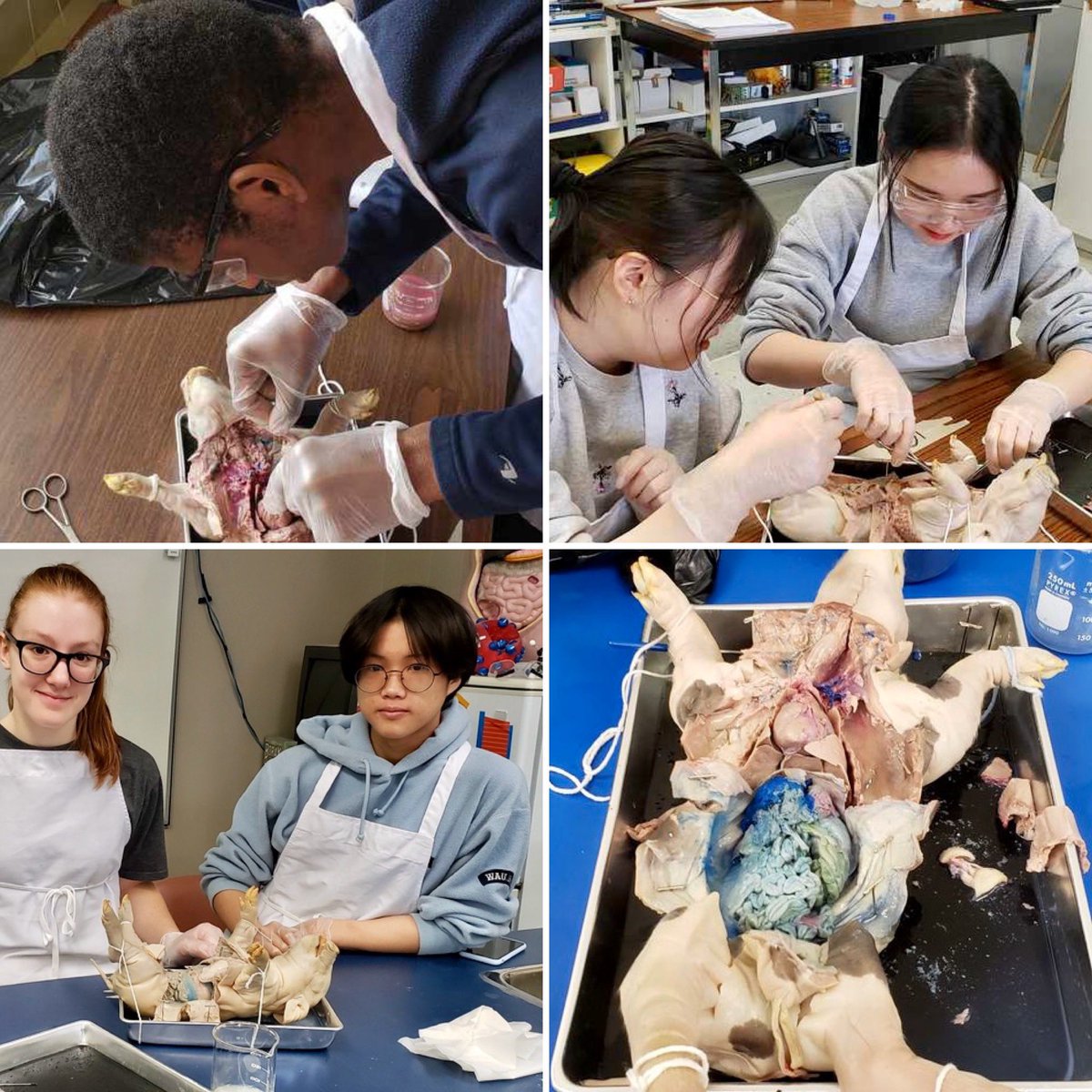 RCS_ReginaSK's tweet image. The Grade 11 𝐇𝐞𝐚𝐥𝐭𝐡 Science class is learning about anatomy this week while participating in a stillborn pig dissection. #stemlearninglab