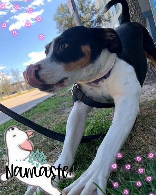 GameTimeDog's tweet photo. I got a friendly reminder from Fiona today that I need to start my yoga sessions soon 🙏 #thanksgirly #namaste #stretchitout #downwarddog #terriermix #platformapartments #dogsof512 #austintx #gametimedogservices #dogwalker #lovemyjob https://t.co/rH3ZafNeVw https://t.co/R6lm2TkPgK