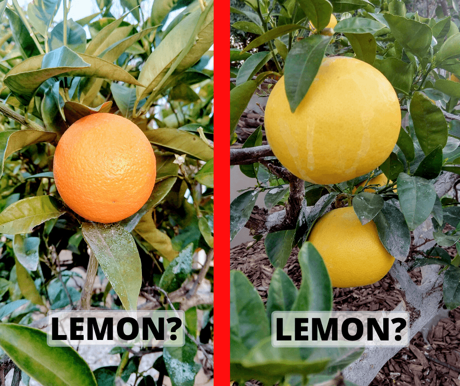 YouTellYours's tweet photo. Life’s Lemons - https://t.co/YDEJshKK3h https://t.co/XvAvMlKCED

#storytelling #story #narratitive #personaldevelopment #blogpost https://t.co/nw8uOyhU4x