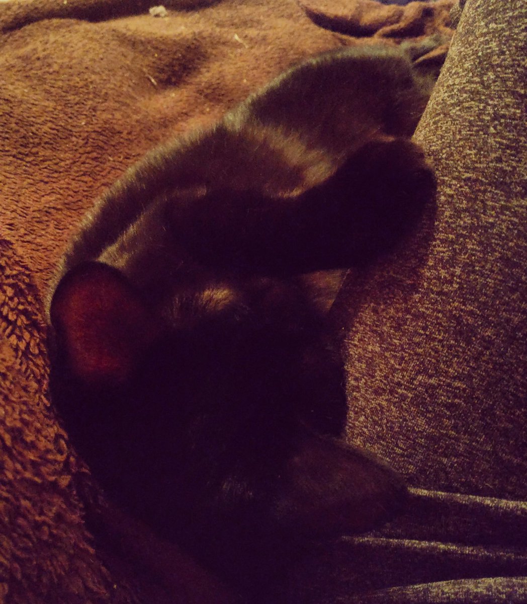 _KittyJess's tweet image. Ich weiß nicht, ob Twitter der passende Ort dafür ist.
Egal Katzen gehört das Internet! So süß 😍
#Katze #schlafen #gutenacht