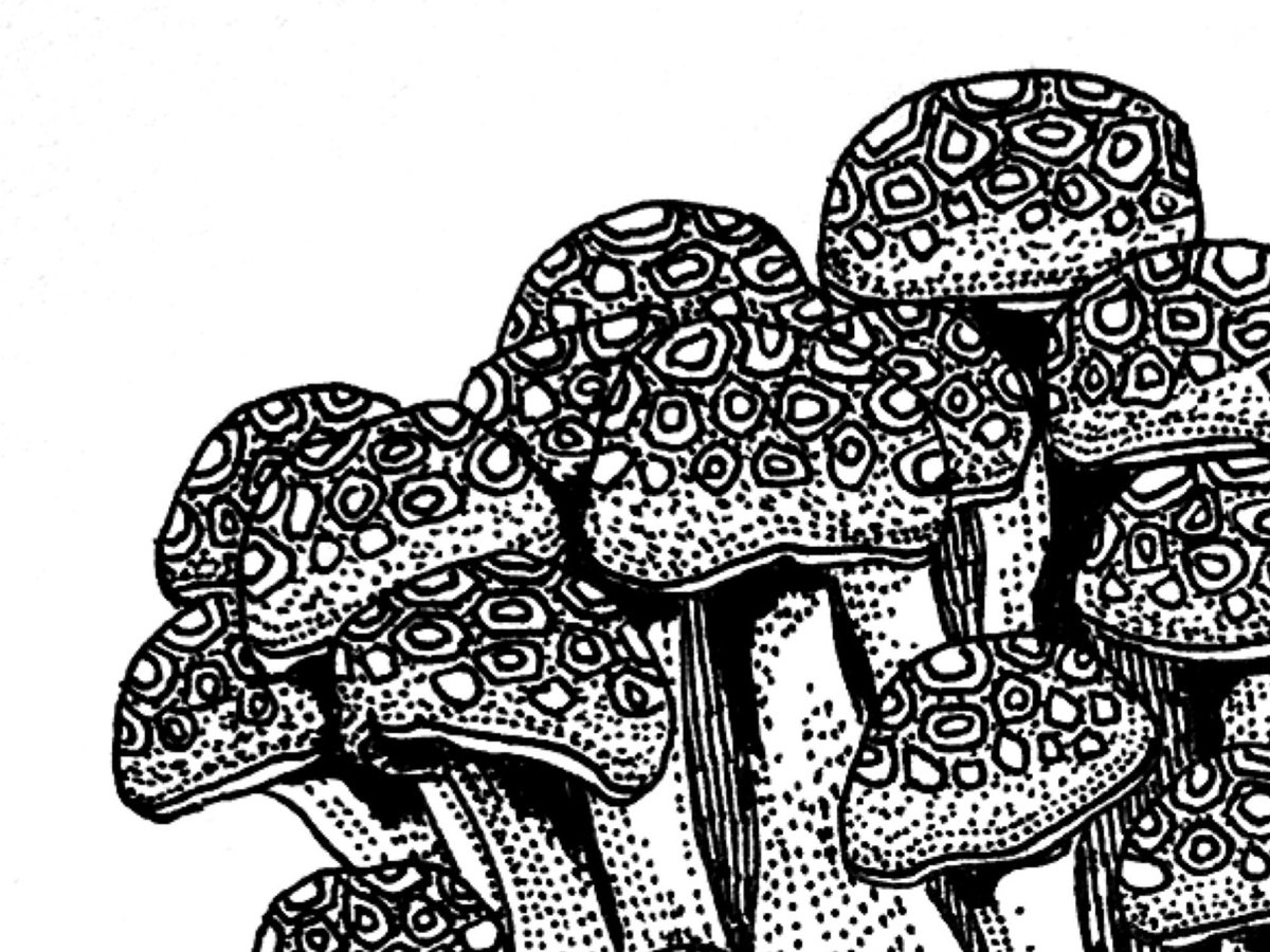 ペン画　原画　きのこ