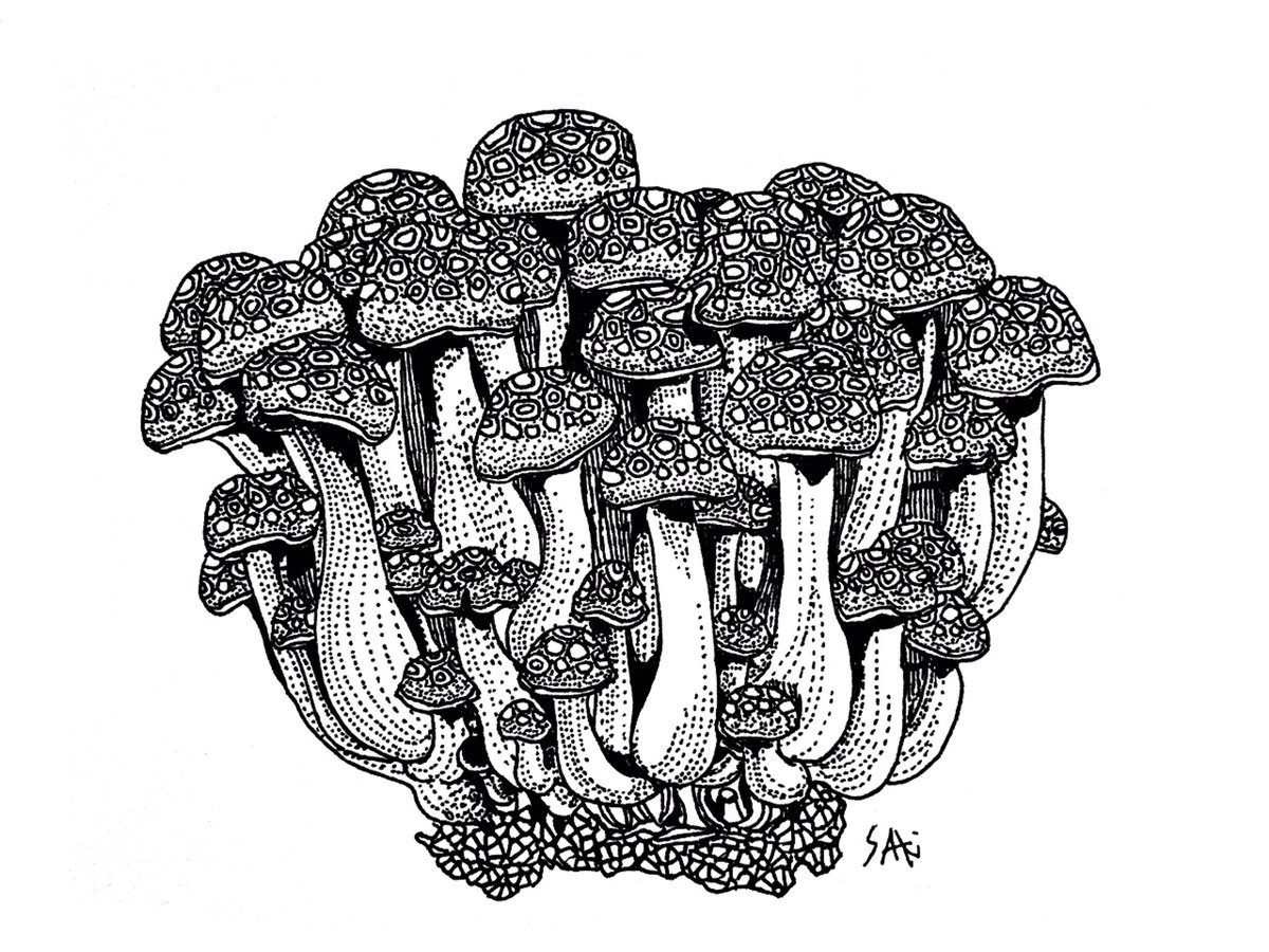Saki ボールペン画アーティスト Su Twitter きのこ ブナシメジ T Co 8muvyb1qji ペン画 を流してペン画民を増やそう イラスト好きさんと繋がりたい