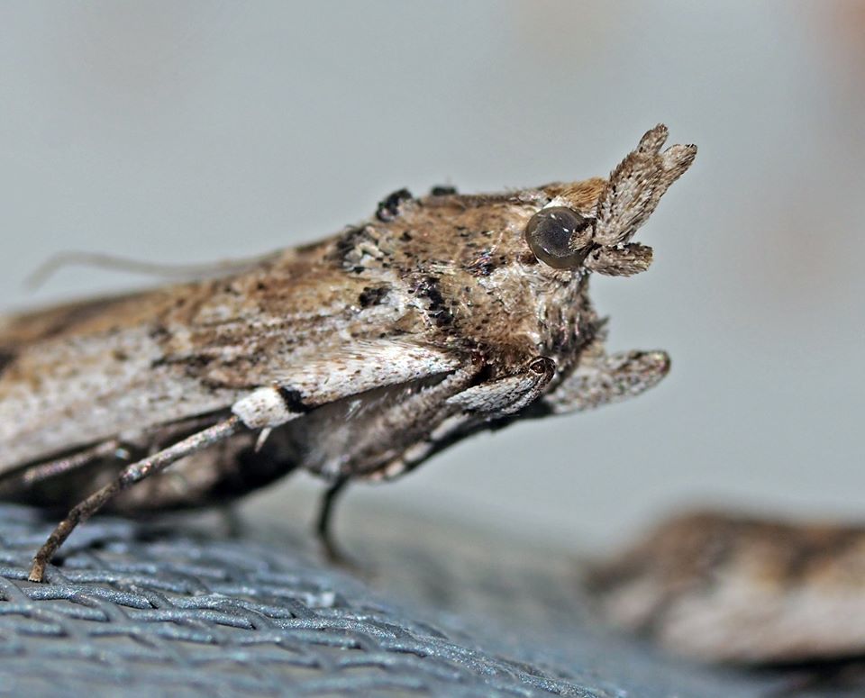 It's #InvasiveSpeciesWeek! Read how Lawrence Gilbert of @Texas_IB fights  the invasive South American cactus moth  found in Texas in 2018  which  feeds on N. American prickly pear, a keystone species