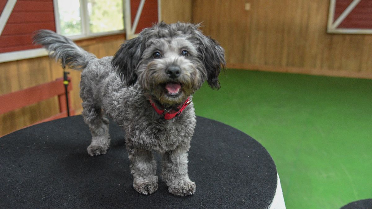 Our #LuckyDog of the Week is all smiles!

Meet Ash this weekend on <a href="/CBSLuckyDog/">#LuckyDogReunions</a>.  🐾