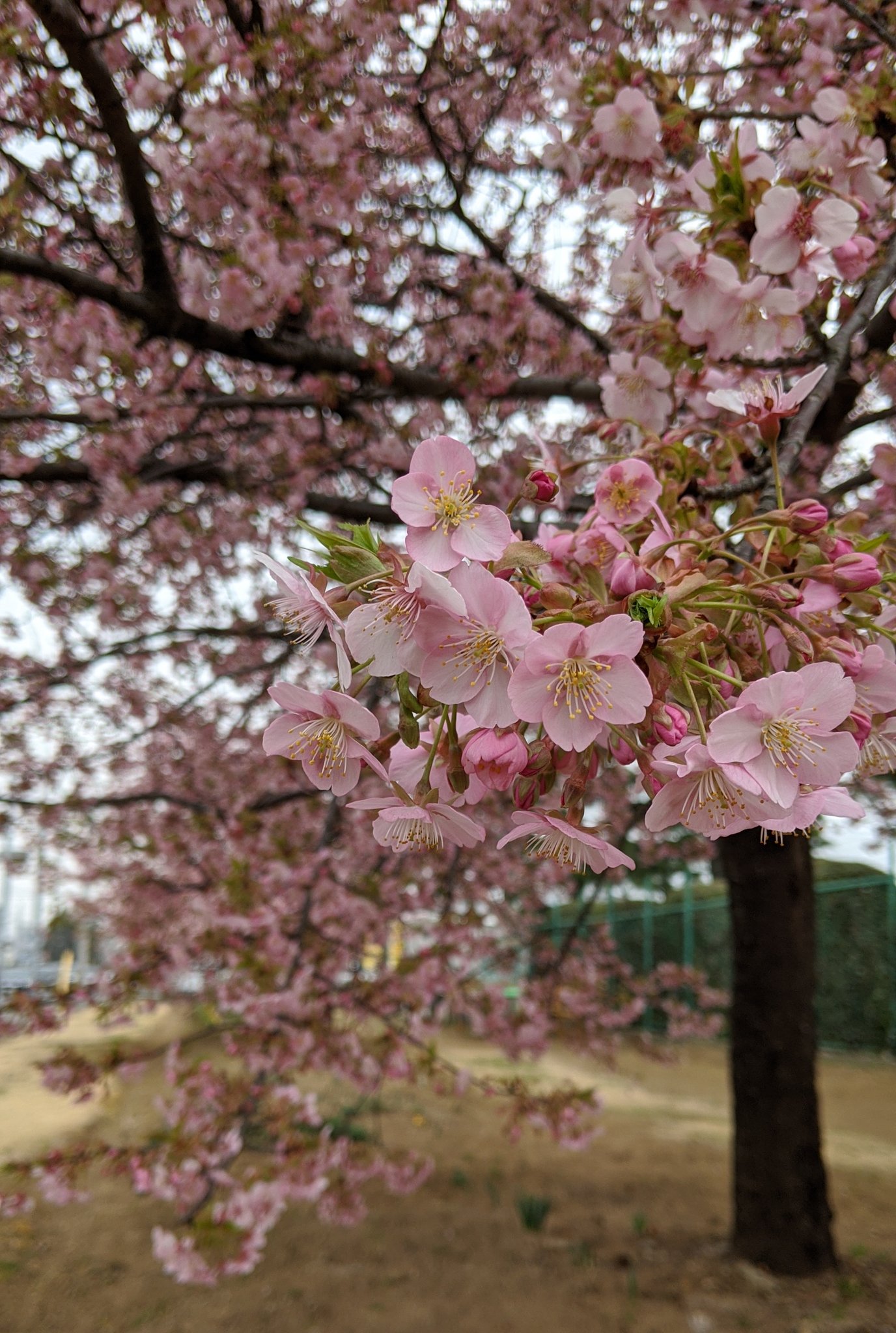 癒しの歌 Twitter Search Twitter