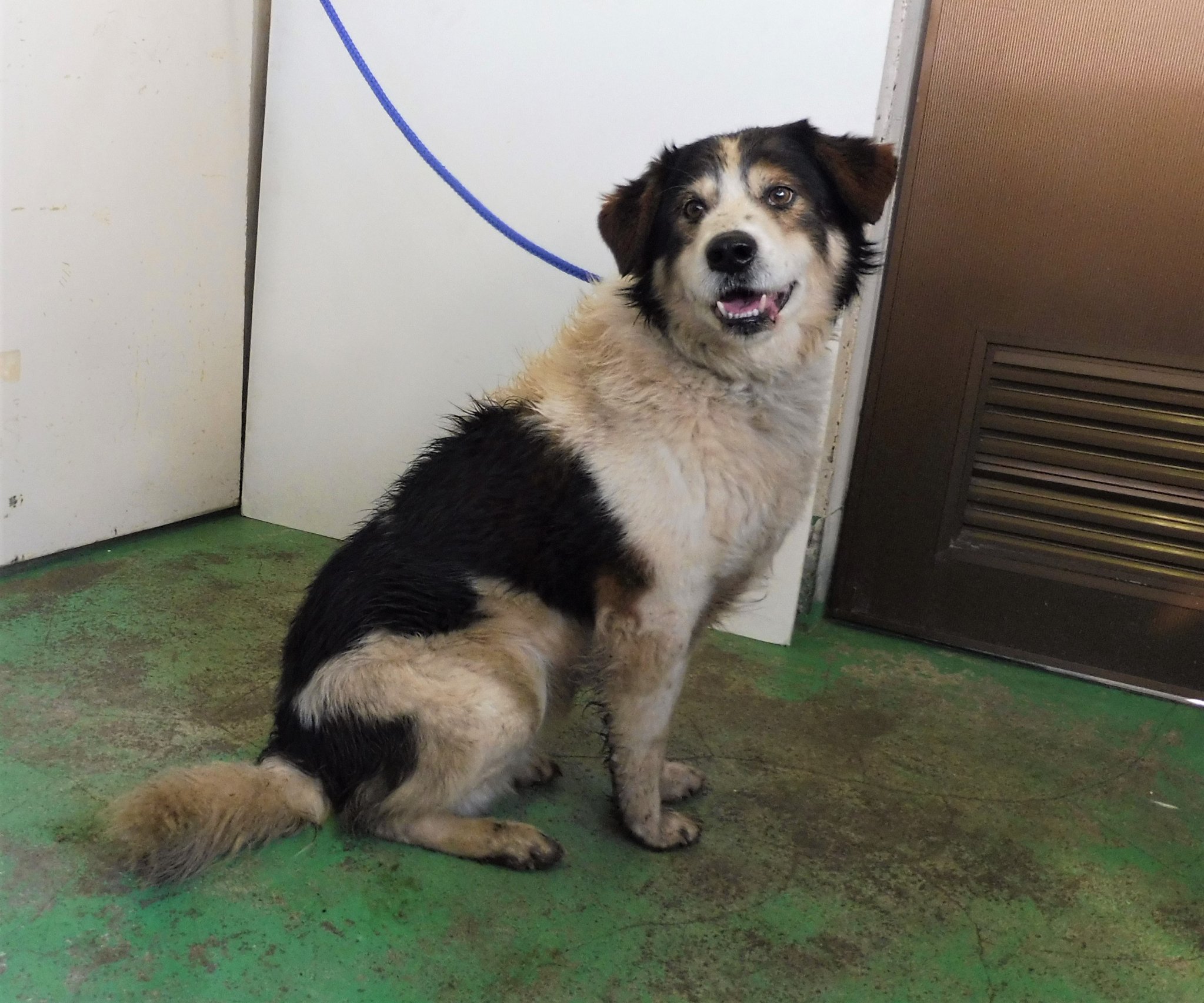 浪速のプーちん A Twitter 宮城県仙南保健所 迷子犬 性別 男 年齢推定 中齡 犬種 雑種犬 体格 中 毛色 黒白茶 保護月日場所 2 13 村田町足立寺入 青色首輪 切れたワイヤー 迷子犬 一時保護急募 里親急募 宮城県 柴田郡 村田町 雑種犬 浪速のプーちん A Twitter 宮城県仙南保健所 迷子犬 性別 男 年齢推定 中齡 犬種 雑種犬 体格 中 毛色 黒白茶 保護月日場所 2 13 村田町足立寺入 青色首輪 切れたワイヤー 迷子犬 一時保護急募 里親急募 宮城県 柴田郡 村田町 雑種犬
