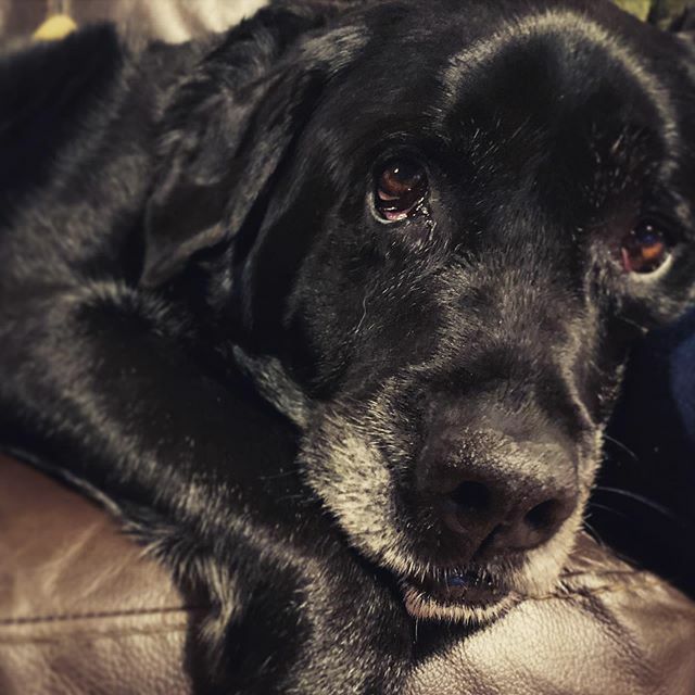 LSRetouching's tweet photo. Ok so I am out of the house for 5minutes and you think the sofa is yours!!?
#labsofinstagram #petsofinstagram https://t.co/eP5zqvlVNx https://t.co/kJZaQP2v4R
