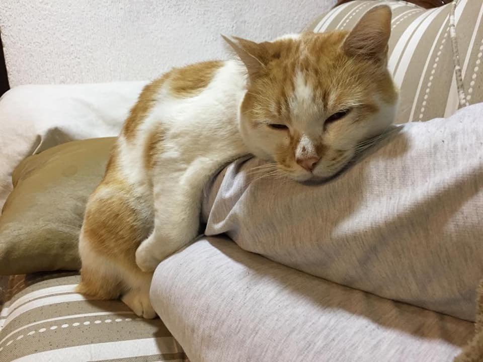 RTXFA🚨SOS🚨 Galleta se salió de su casa y no ha regresado, nunca se había salido pero fue una situación externa de los dueños que lo extrañan mucho.Trae un collar amarillo c/cascabel. Tiene una cicatriz en la nariz y su cola es pequeña. 
Zona: Ampliación Vista Hermosa, Satélite.