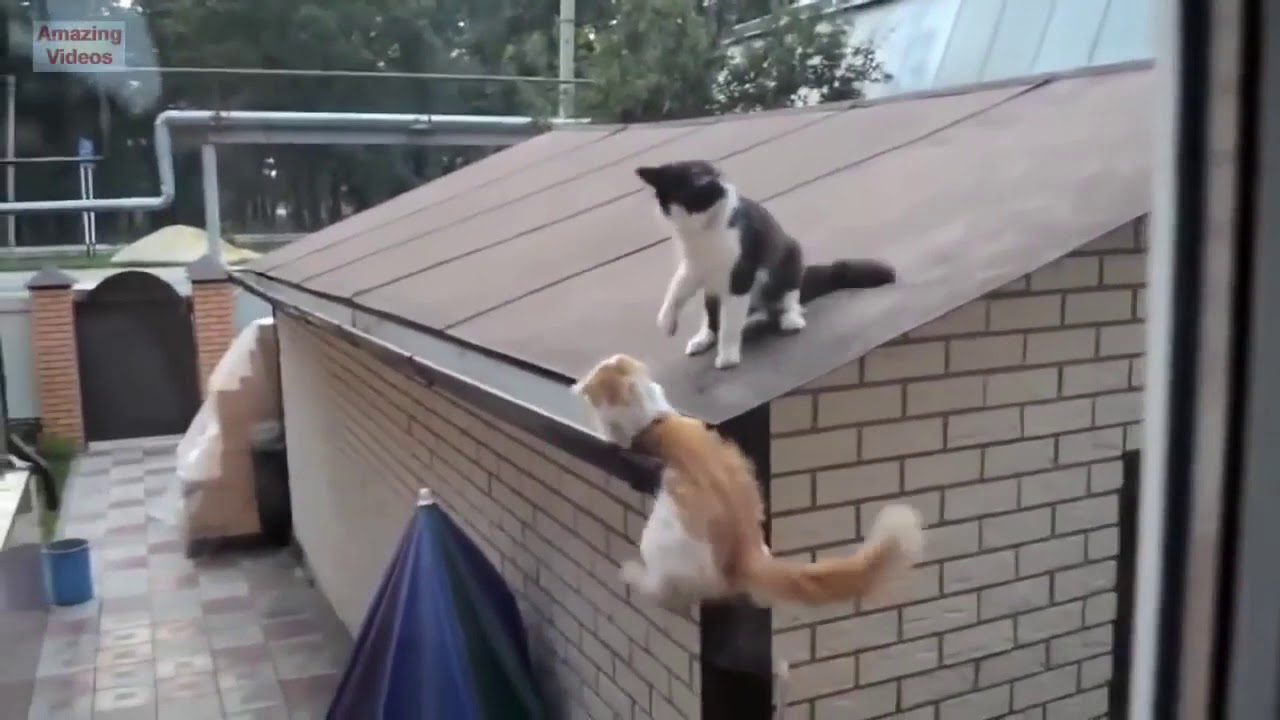 Meow Moe on Twitter: Meow Moe on Twitter: