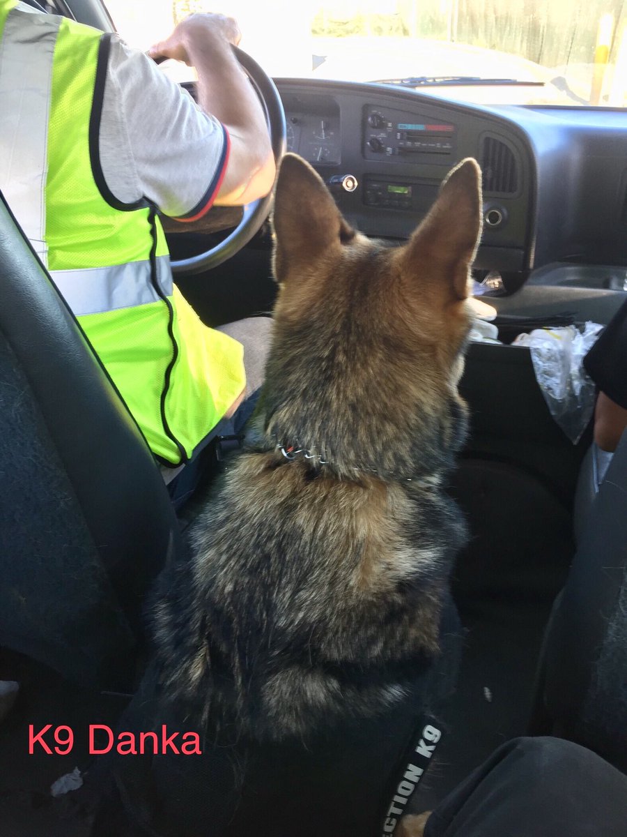 Driving Miss #K9Danka from one search site to another🤷🏼‍♀️🐾🐾 #k9 #WorkingDogWednesday #workingdog #k9team #detectiondog