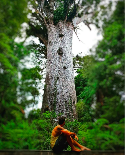 FootprintsNZ's tweet photo. Let Tāne Mahuta share his ancients secrets with you in the depths of Waipoua Forest. A visit like no other, you will leave a different person to who came in. 🌳🌴🌲 Book here: https://t.co/c7VFgScyl7
#FootprintsWaipoua #magic #SecretsOfTheForest https://t.co/9joLN3gWDM