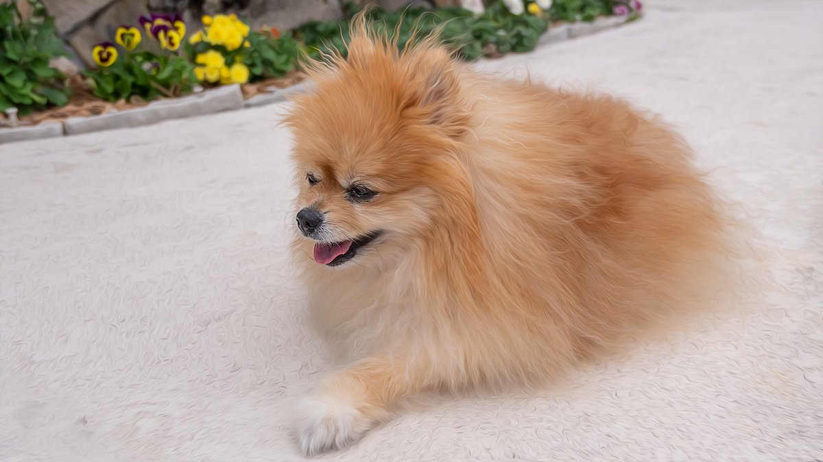 Dog Photographer tweet media