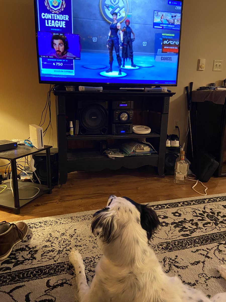 RobGuenther_80's tweet photo. @NICKMERCS Rocky’s back at it again watching you dominate!!! #streamdog #seeyouinfloridasoon #wanttobefriends? https://t.co/PwxLgbiEfS