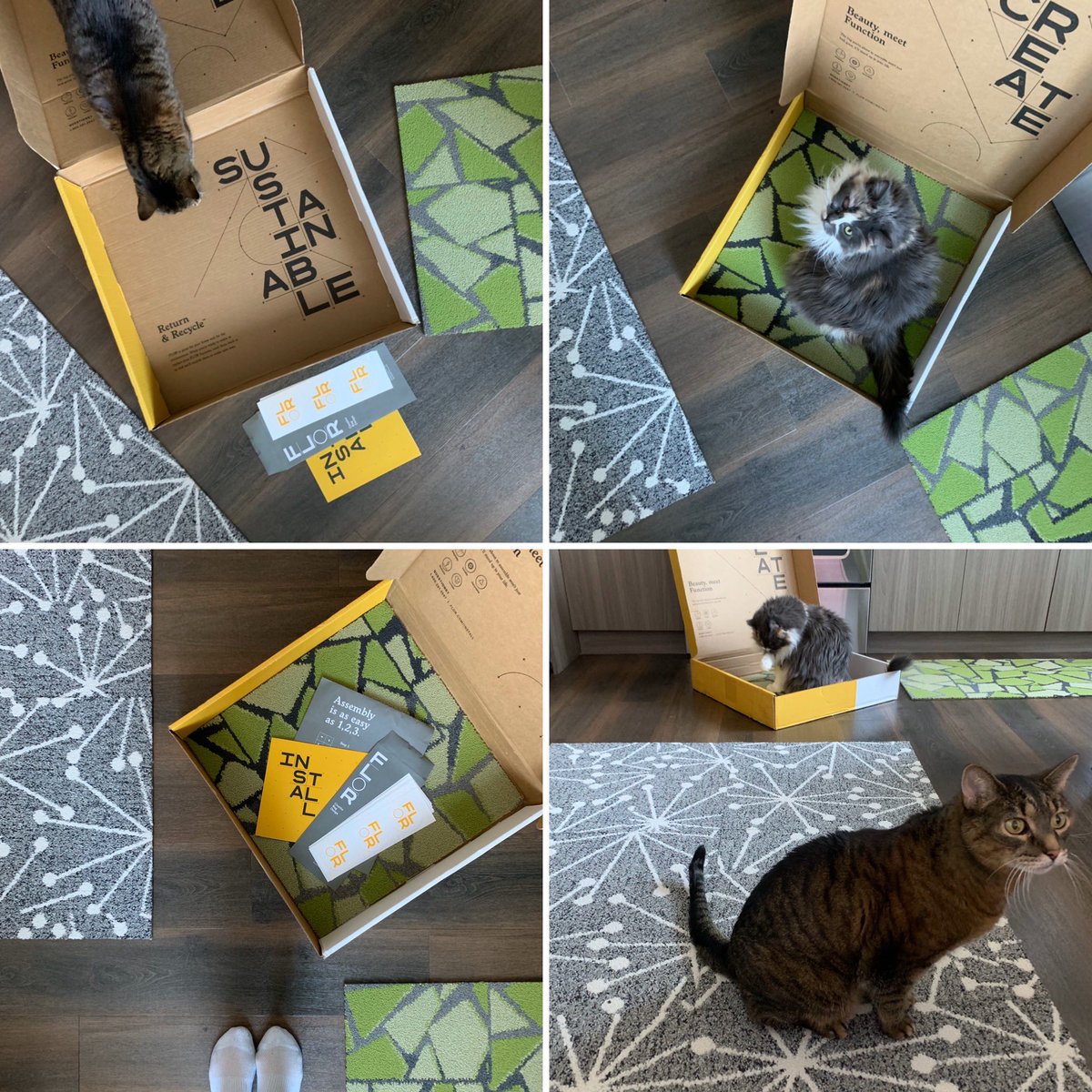 In other news... my kitties and I had fun setting up our new @florsquares ! #sustainablefloor #apartmentliving #tinystudio