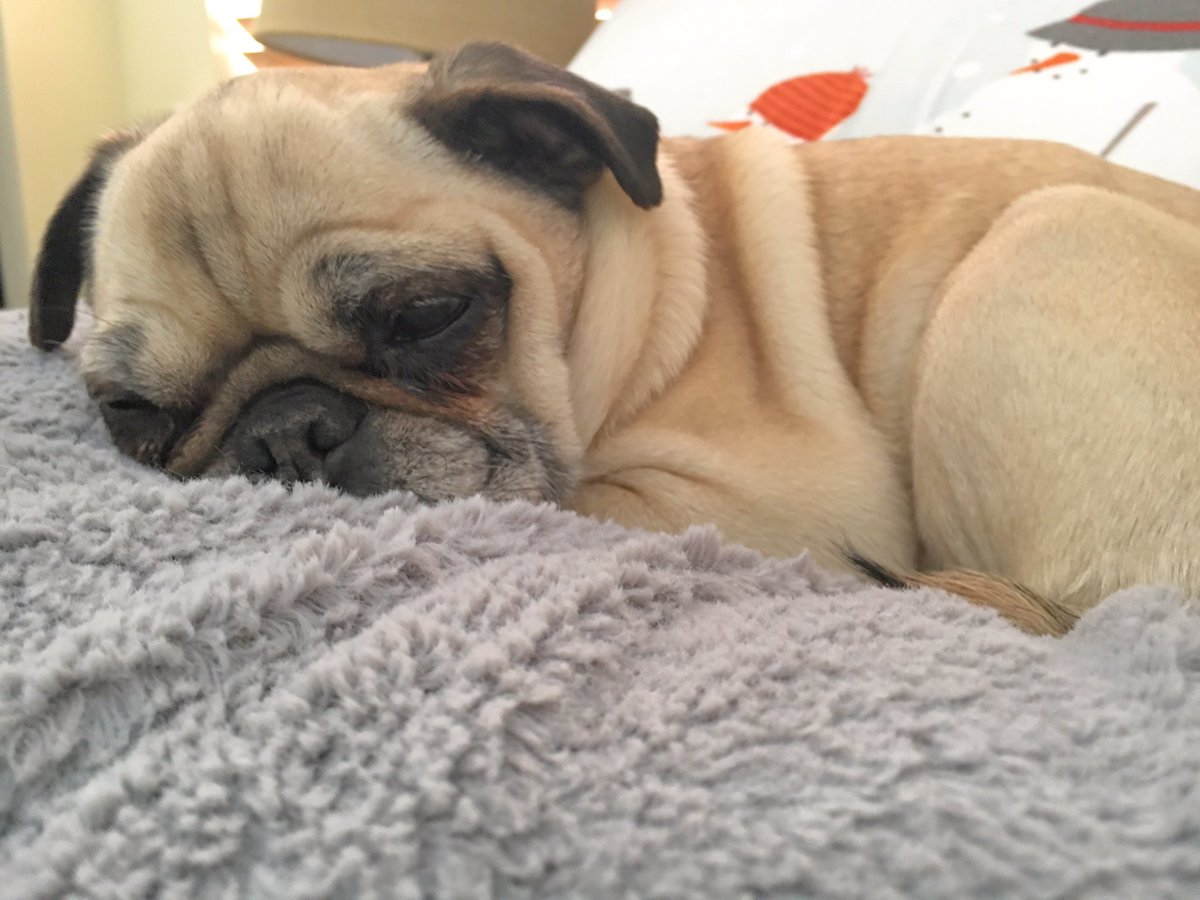 Ruby the Pug tweet media