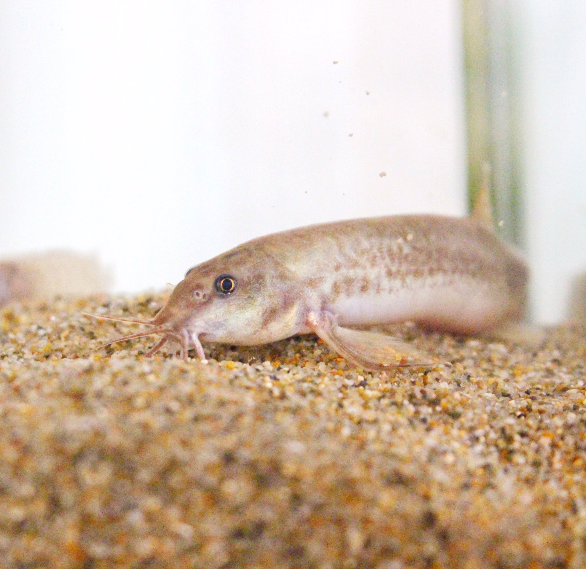 ドジョッチ マドジョウ おはようございます マドジョウ どじょう ドジョウ T Co Md7r69e72y Twitter