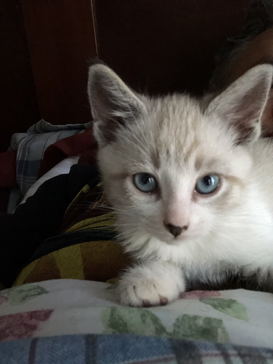 DexterElPug's tweet photo. Les presento a mi nueva hermana  

Catrina https://t.co/T0TdOVsXTr