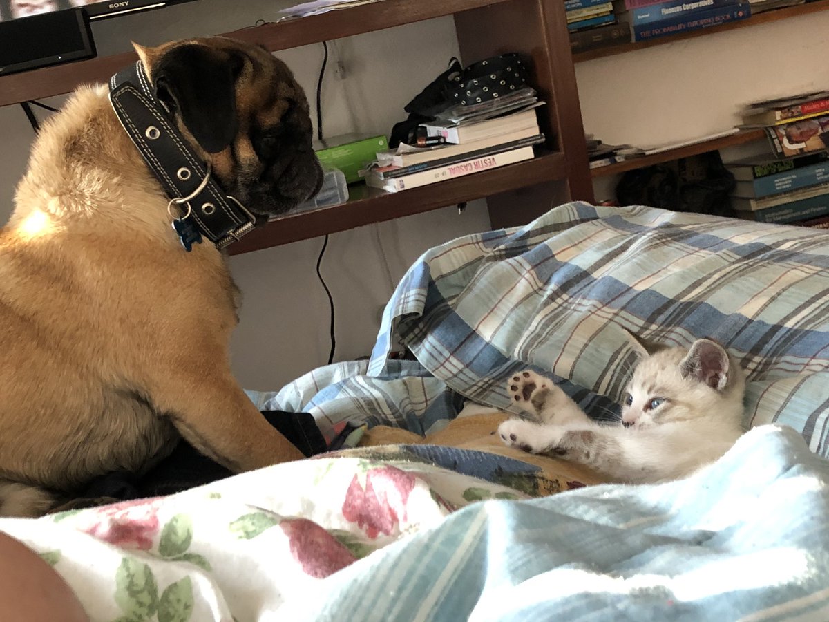 DexterElPug's tweet photo. Les presento a mi nueva hermana  

Catrina https://t.co/T0TdOVsXTr