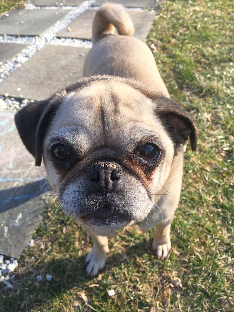 Ruby the Pug tweet media