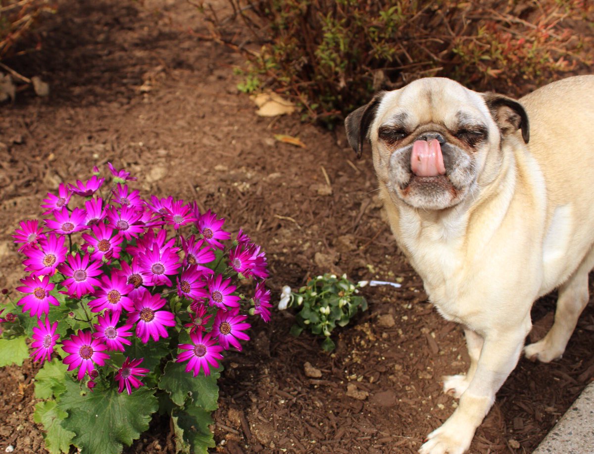 Ruby the Pug tweet media