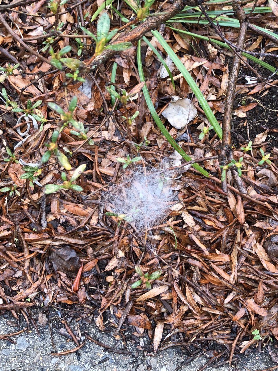 plant_librarian's tweet photo. A cool web the older one found on the way into school this morning. 😍🕸 https://t.co/RfIXOz1Gfo