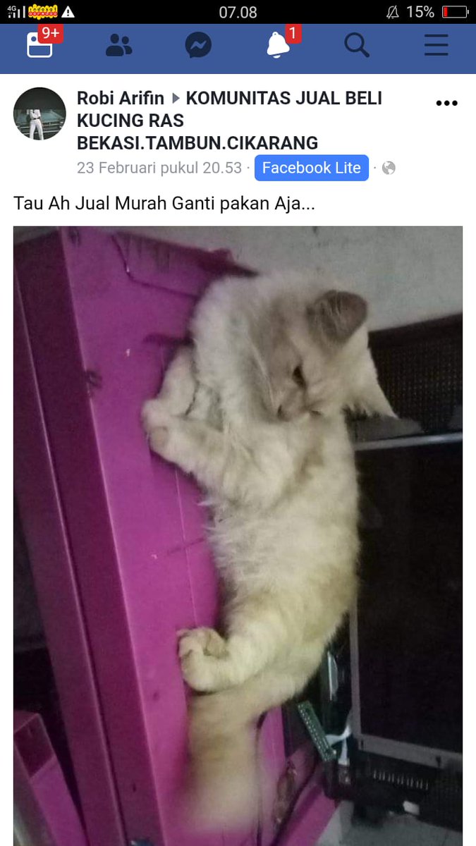 tearamizu's tweet photo. SUMPAH PLEASE BANTUIN GUE, INI AKUN KECIL EMANG TAPI PLEASE BANTU RETWEET, JADI KUCING SODARA GUE HILANG JUMAT LALU. TERUS NEMU GA SENGAJA LIAT DI FB KUCINGNYA DIJUAL PAS MINGGUNYA. LOKASI HARAPAN INDAH. TOLONG KUCINGNYA BALIKIN SODARA GUE NANGIS2 ORANGNYA DI DM GAK RESPON 😭😭
+ https://t.co/HnttuTJxc9