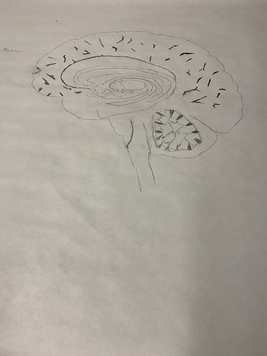 BaysanRj's tweet photo. This week we are working on posters to help us understand the concepts of the nervous system. #PeoriaMET #PeoriaMETMed https://t.co/p1HB1Ry3wo