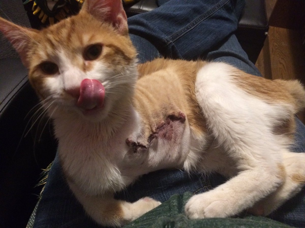 AmylouAhava's tweet photo. Itβs Ash Wednesday!! #HorrorCat #AshCat https://t.co/q30KohZKin
