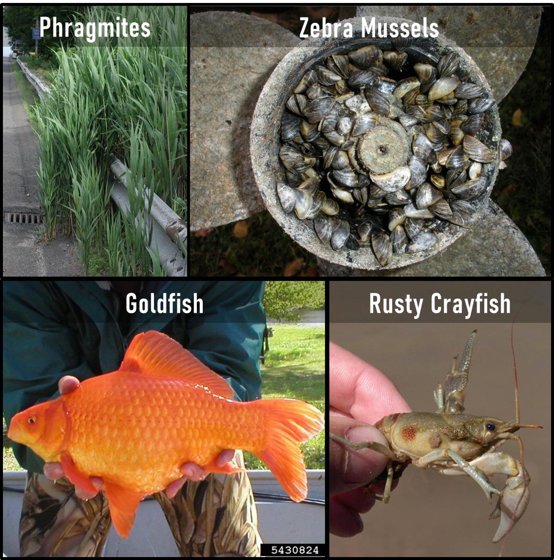ILINSeaGrant tweet picture