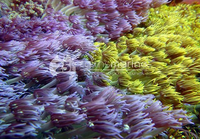 An unusual Goniopora stokesi contrast 🤩💧💥
.
.
.
#allmymoneygoestocoral #gonioporacoral #gonioporagarden #gonioporastokesi #saltwatertank #saltwateraquarium #marinetank #reeftank #coraltank #reefer #reefmadness #madreefer #livecoral #aquariumhobby #aq… ift.tt/39613H1