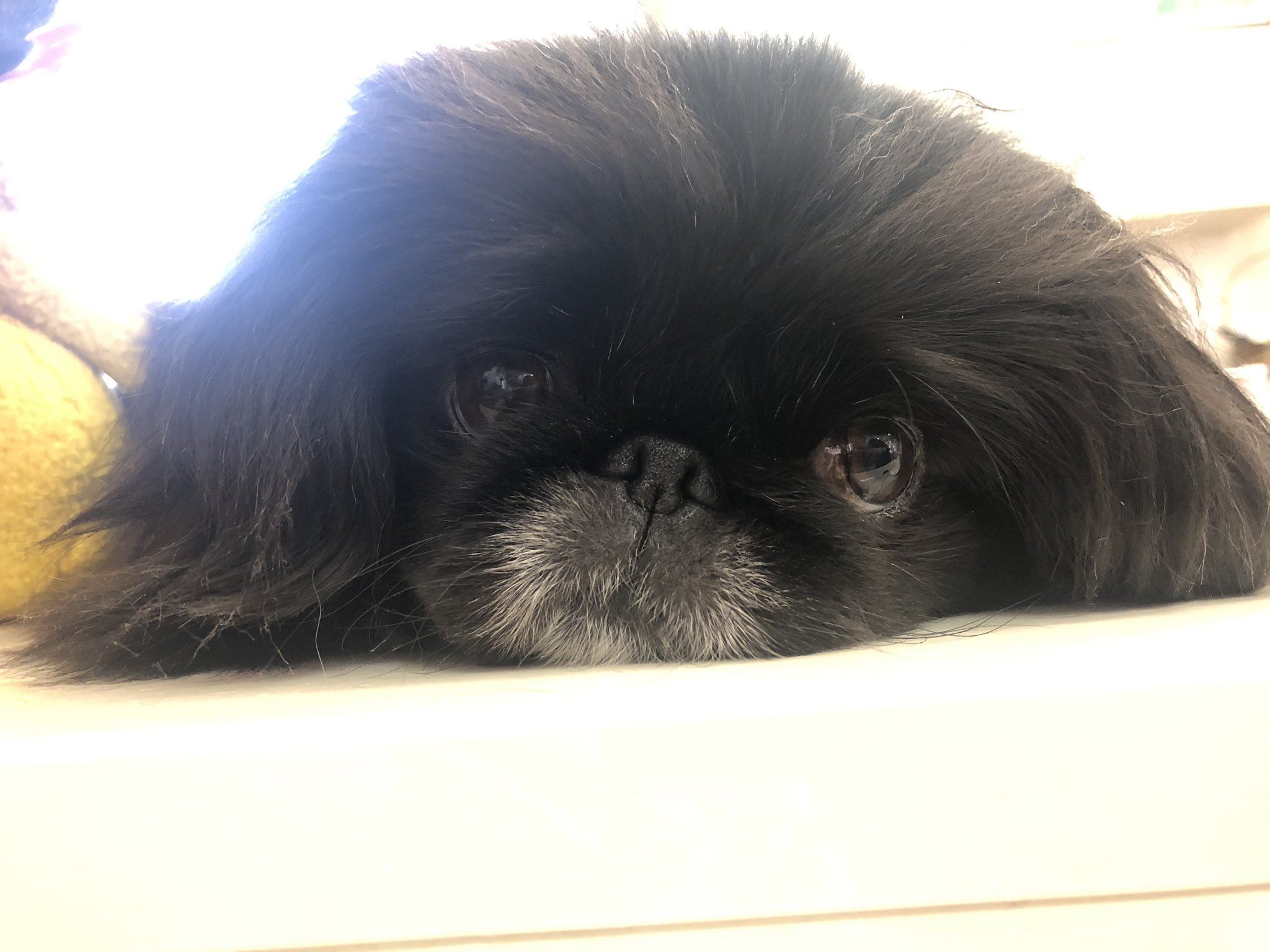 たもぎ茸 たまき Mixdog Pekingese Japaneschin ミックス犬 ペキニーズ 狆
