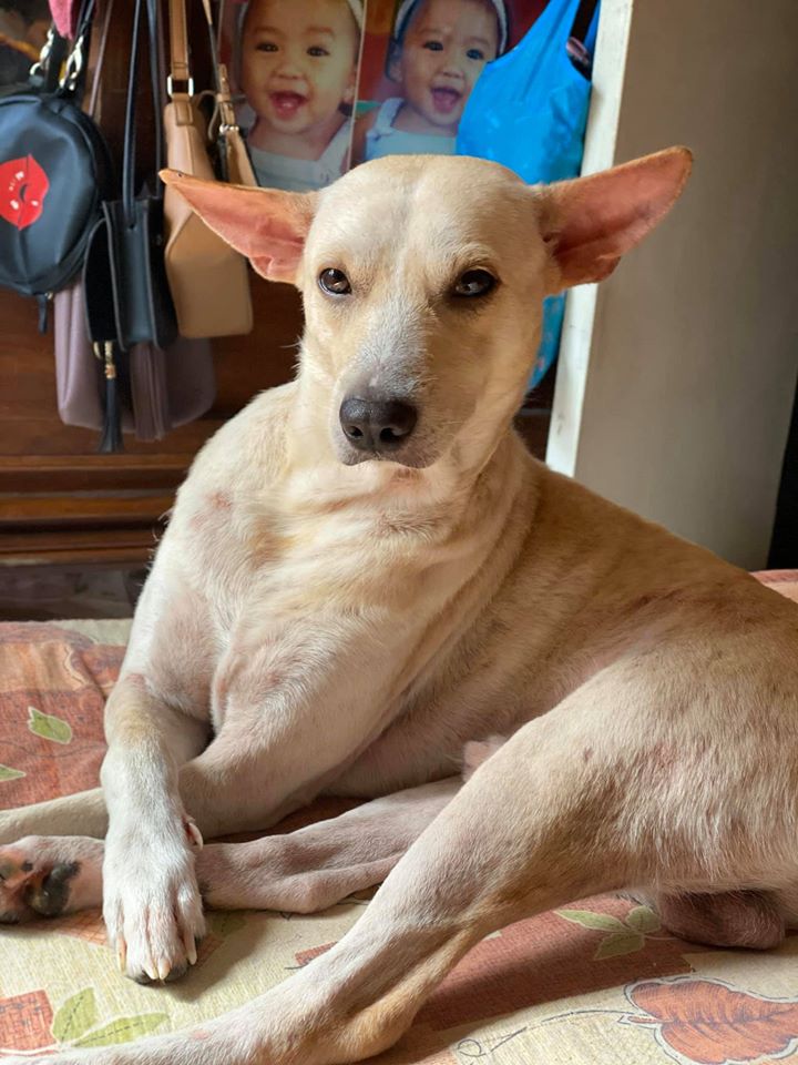 YouScoop's tweet photo. LOOK: Attitude ka ghorl?

Viral ngayon sa social media ang mga litrato ng isang aso na tila uma-attitude sa pagtingin sa camera. Siya sa GD boy, isang aspin na sinagip ni YouScooper Alaniz Litao sa Bulakan, Bulacan noong 2018. 

📸: Alaniz Litao https://t.co/n7SLtJPPwY