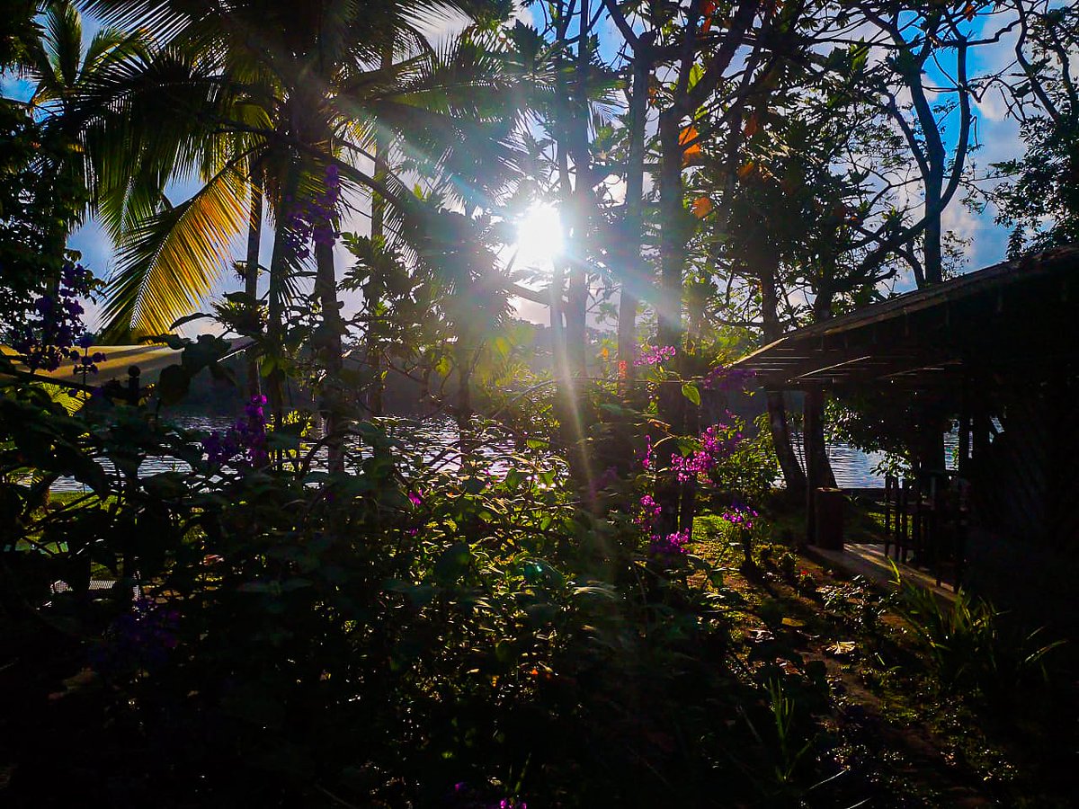 The sun covered by nature and vegetation that abounds in Manatus Hotel, which creates a beautiful environment. Contact us for more information ❤️❤️😍
.
.
.
#costarica #puravida #wildlife #adventure #paradise #exotic #beauty #awesome #nature