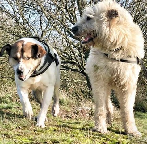 Teddy @AndLabus saved from a life of abuse by the fab folk at Hilbrae Dog Rescue near Telford in #Shropshire Please help them find love today 🤞❤ Please call the kennel team on 01952 541254 if you'd like to find out more ❤ #TeamZay #itsallaboutthedogs #RESCUE #adoptdontshop ❤