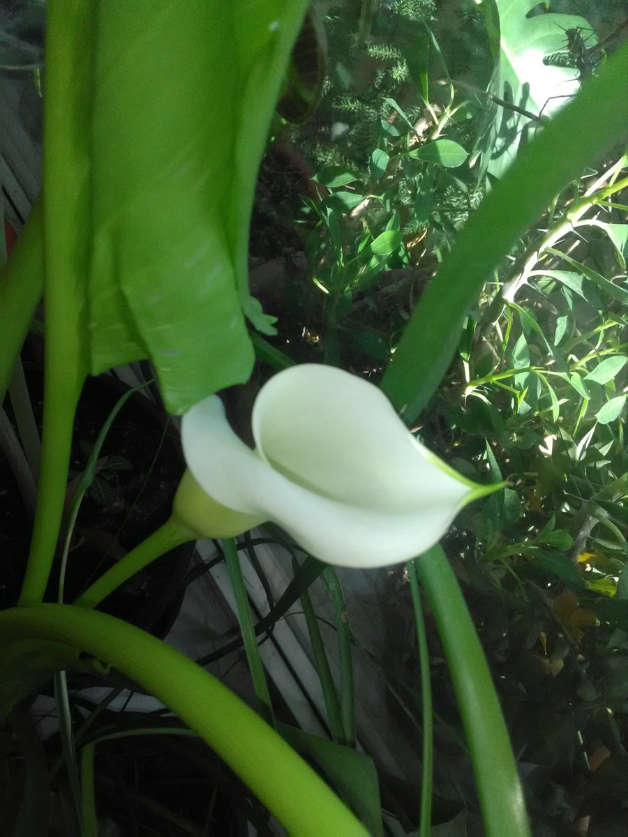 MithrasApostle's tweet image. 🤓Вот, каллу взрастил...

#цветы #каллы #домашниерастения #ароидные #саддома