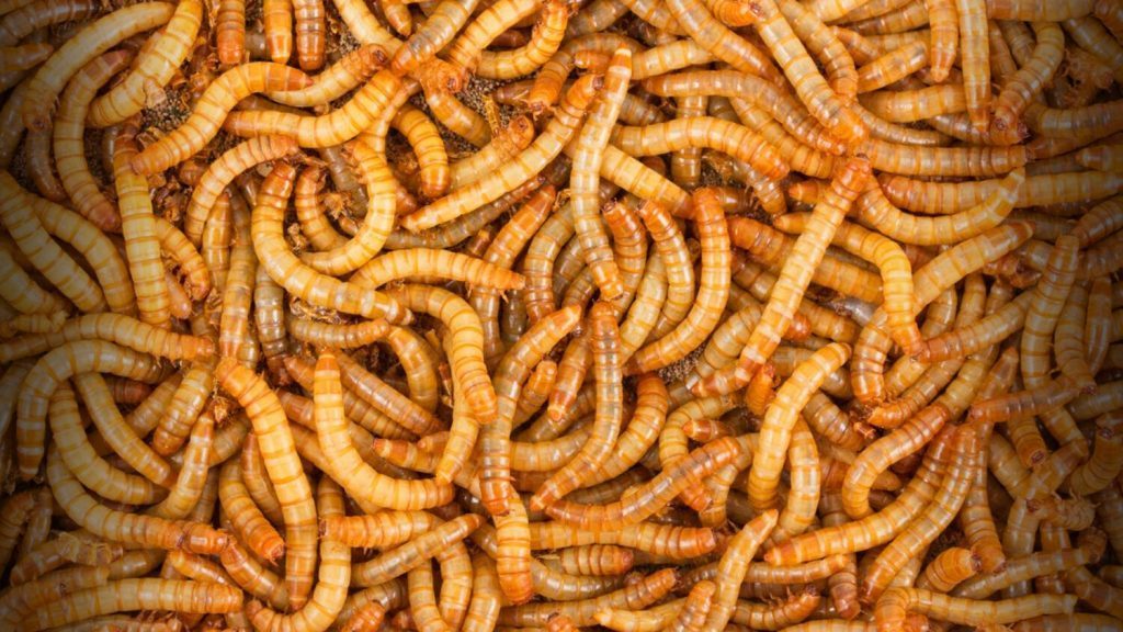 Bioplasticsnews's tweet image. Mealworms Can Eat Plastic Waste bioplasticsnews.com/2020/02/27/mea…
