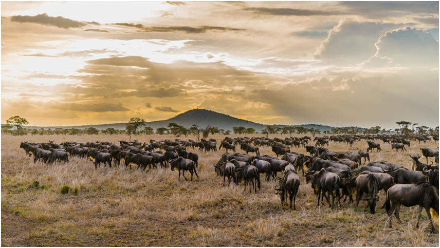 PartnerLtd's tweet photo. Famous for the #GreatWildebeestMigration, it's no surprise that the Serengeti is considered the best safari destination in #Tanzania.

If you're dreaming of ticking it off of your bucket list, this will help you plan @ https://t.co/jr25JITQet

#serengetimigration https://t.co/VU1ScSdLVB