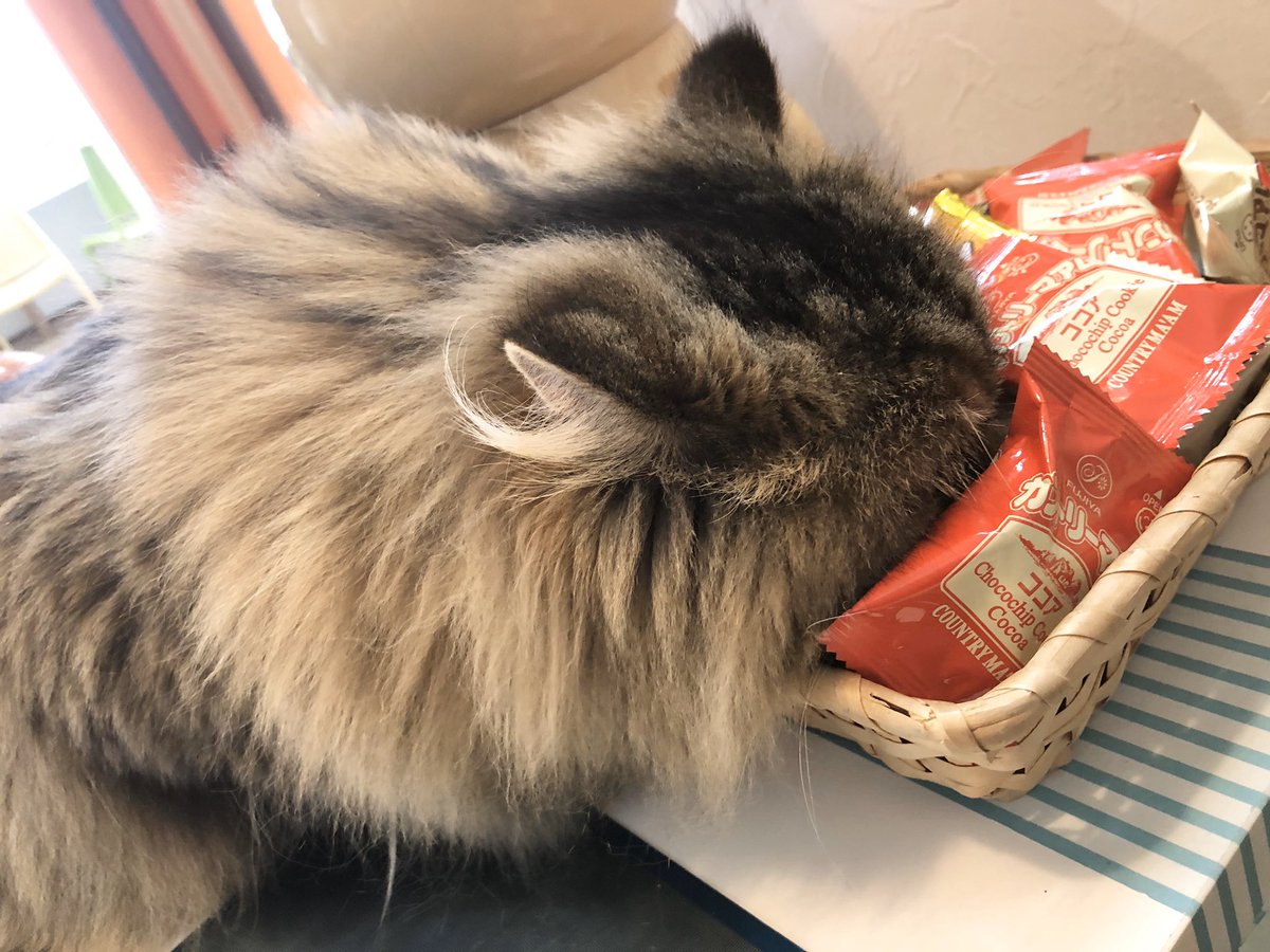 ট ইট র 猫カフェ 美観neko 今日は平日にもかかわらずたくさんご来店いただきありがとうございますにゃ ロビはあまりの嬉しさにお菓子に顔を突っ込んで照れてます笑 美観neko Catcafe 猫カフェ 猫好き ペルシャ 猫里親募集 ネコカフェアルバイト 倉敷