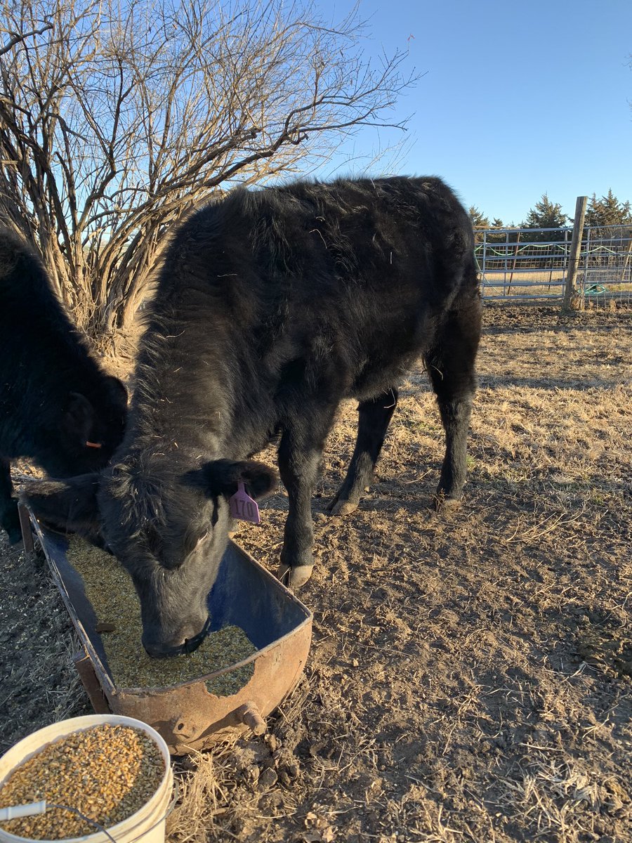 nickellcattle's tweet photo. Not too big of a deal to most but it’s a big deal to me as I just received my first set of papers on a heifer that came out of one of my cows. A step in the right direction! @AngusAssoc https://t.co/8n5iAmYlHT
