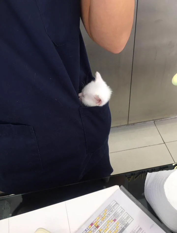 ポッケ猫が可愛すぎる！！動物病院にて「猫ふんじゃった」しないための対策に驚き！
