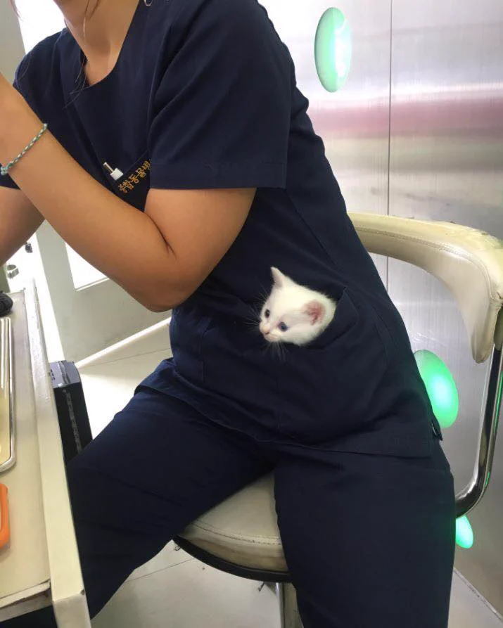ポッケ猫が可愛すぎる！！動物病院にて「猫ふんじゃった」しないための対策に驚き！