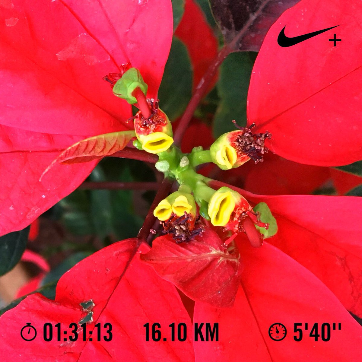 Nithin's tweet image. 7:19 AM: 10 miles at 140 BPM. Now this one felt easy.

#Runners360 #HRbasedrun #180method #MAFmethod #140BPM #nike #zoom #vomero14 #nikeplus #nikerunning #werun2020 #werunkalaburagi #nature #nofilter