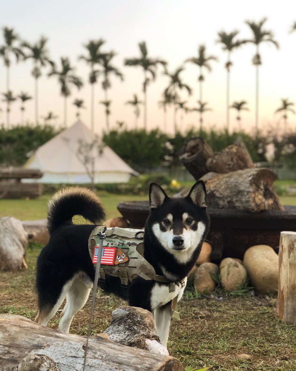 kiloninerpets's tweet photo. Areca trees can also have the feel ๐ด๐น
Let's go out together ๐
.
#mlitary#singaporedogs#sgdoglove#doggieupdates#woofnation #dogsofinstasg #dog #dogsofinstagram #dog_features #singaporespecials #singaporespecialsofinstagram#instadogs https://t.co/Iu6BkvTAiY