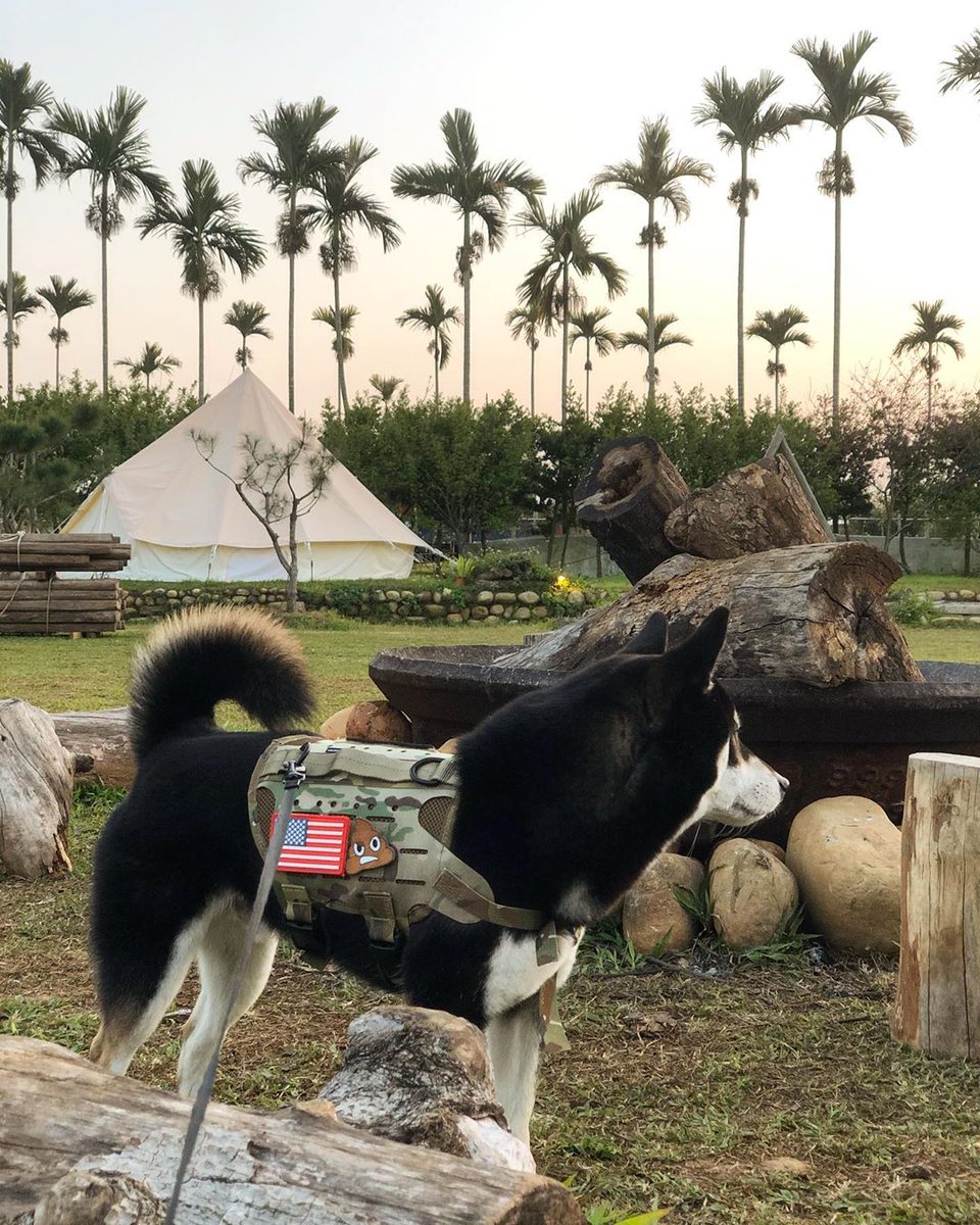 kiloninerpets's tweet photo. Areca trees can also have the feel ๐ด๐น
Let's go out together ๐
.
#mlitary#singaporedogs#sgdoglove#doggieupdates#woofnation #dogsofinstasg #dog #dogsofinstagram #dog_features #singaporespecials #singaporespecialsofinstagram#instadogs https://t.co/Iu6BkvTAiY