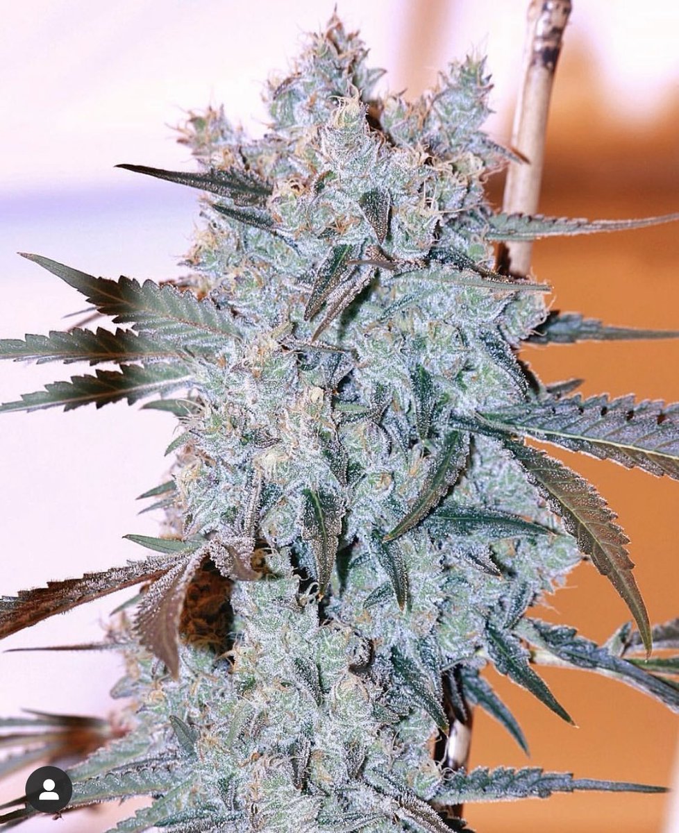 botafarm's tweet photo. ‘s Blueberry Muffin 
Our famous cross between a sour diesel and DJ Short’s Bluberry.
Way louder than an actual blueberry muffin, super sweet aroma of blueberries and strawberries 
Big nugs powerful creative effect on the take off then move slowly to a more relaxing effect https://t.co/oCUHXA6J3Z